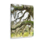 Live Oak Dreaming. - Canvas