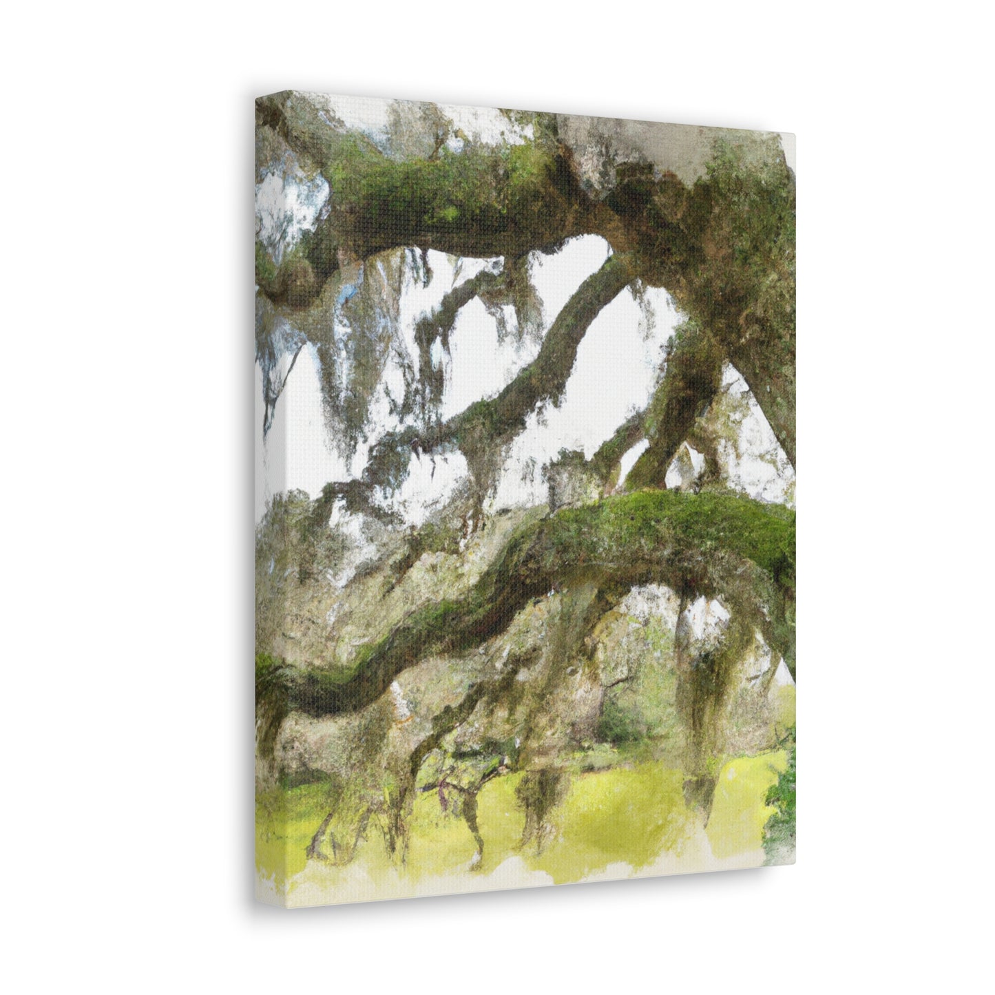 Live Oak Dreaming. - Canvas