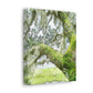 Mossy Oak Dreaming - Canvas
