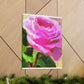 Rose Reflection Dream. - Canvas