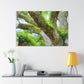 Vibrant Forest Dream. - Canvas