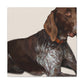 Dog Pointer Splendour - Canvas