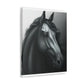 Dark Equus. - Canvas