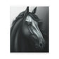 Dark Equus. - Canvas