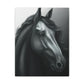 Dark Equus. - Canvas