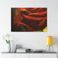 Josephine Masterson - Canvas