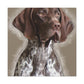 Pointer Posh. - Canvas